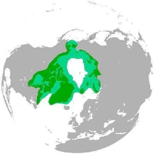 Районы обитания белых медведей на карте