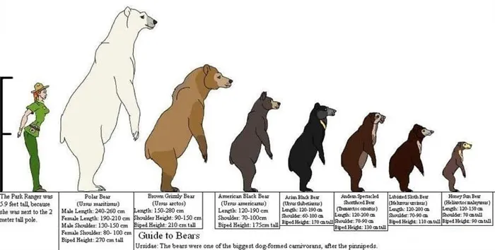 Сравнение размеров различных видов медведей