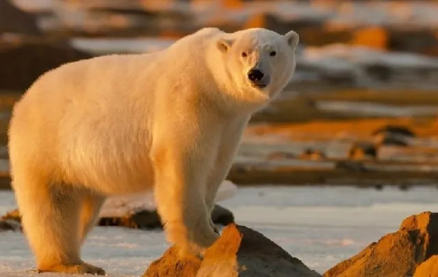 Как выглядят белые медведи