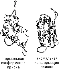 Аминокислотная структура