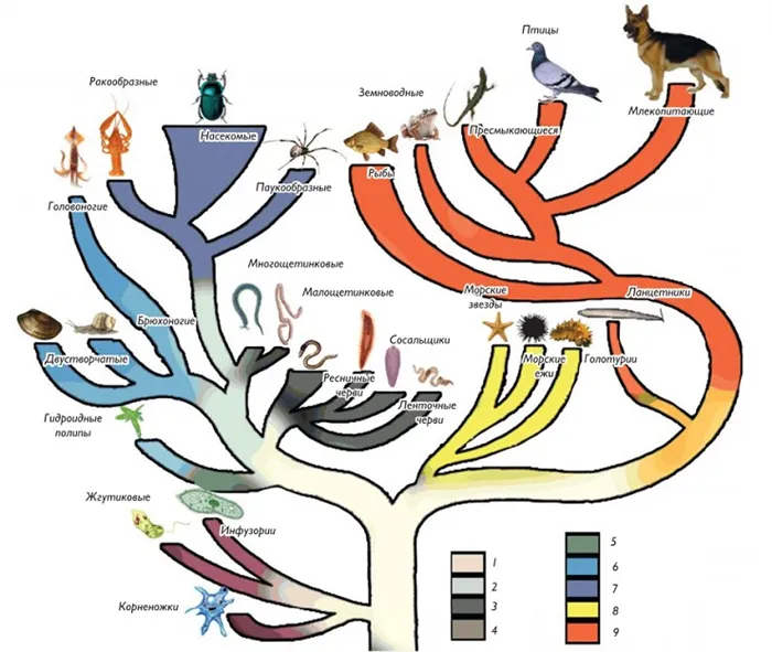 Диаграмма развития животного мира