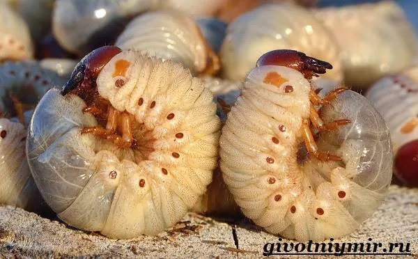 Майские жуки - Майские жуки - Жизнь и среда обитания - Жизнь и среда обитания майских жуков - 9