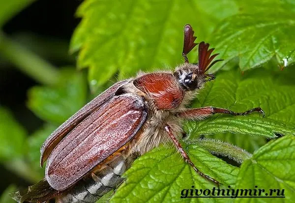 Майские жуки - Майские жуки - Жизнь и среда обитания майских жуков-8