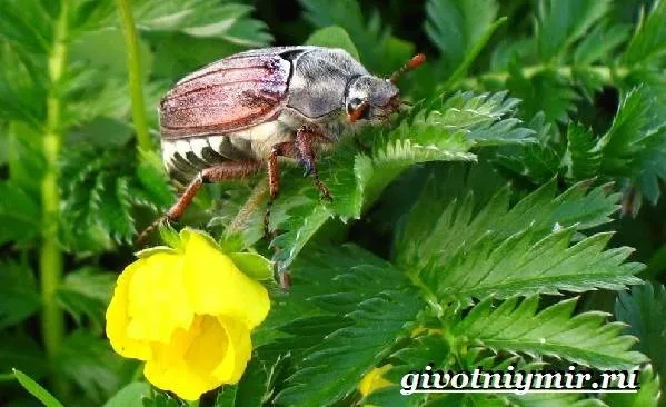 Майские жуки, 6 Жизнь и среда обитания насекомых майских жуков.