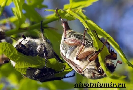 Майские жуки-насекомые-жизнь и окружающая среда-место обитания майских жуков-10