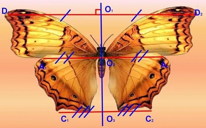 Осевая симметрия - типы форм, свойства и примеры