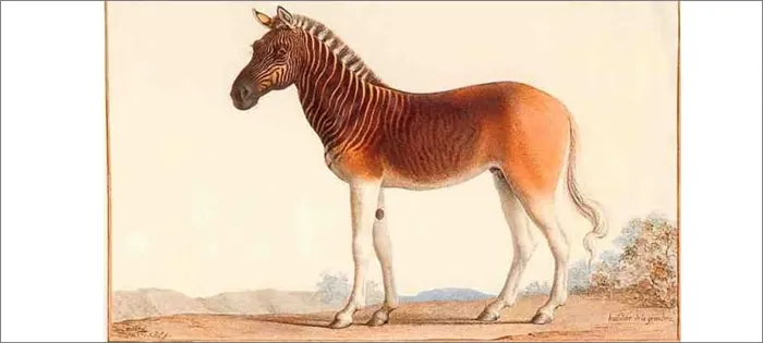 Лошадь квагга