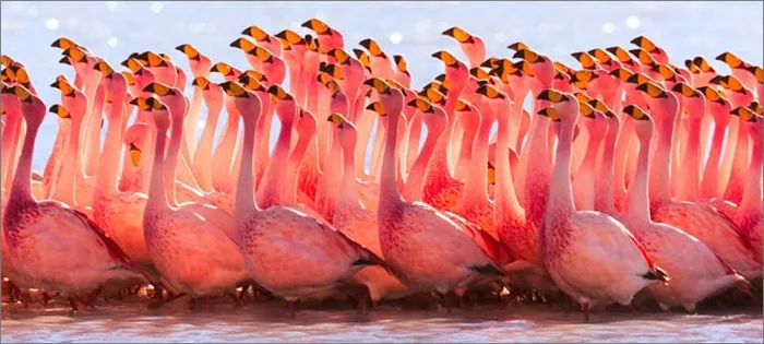 Флок-розовый фламинго