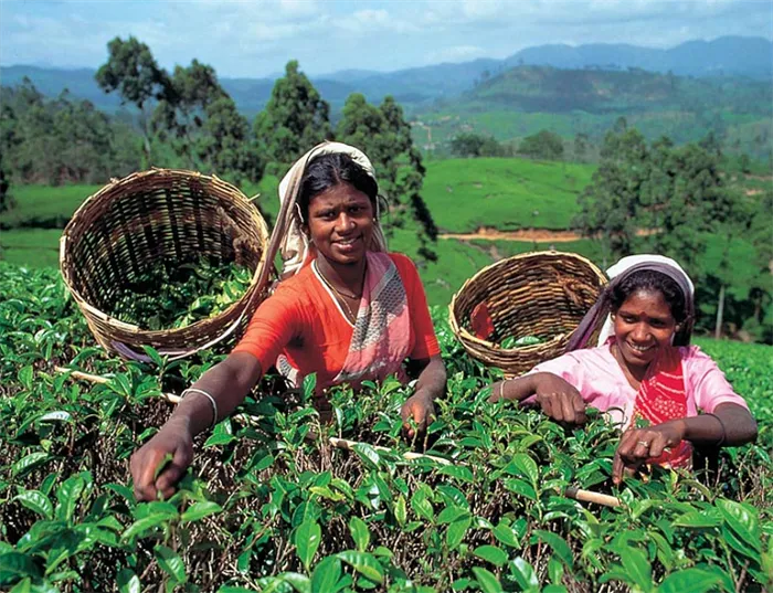 Чайные коллекции Шри-Ланки