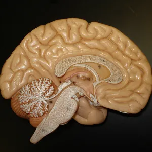 Как работает человеческий мозг: часть 1