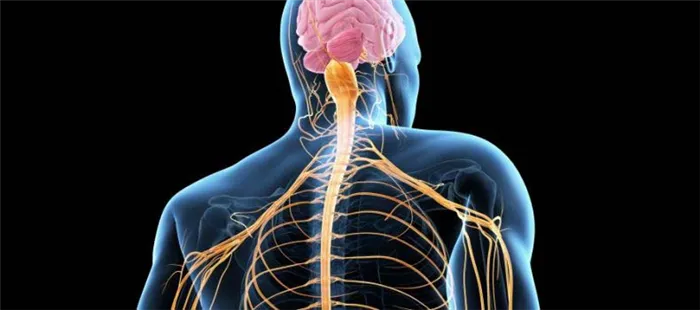 Нервная система: хирургия, части и операции