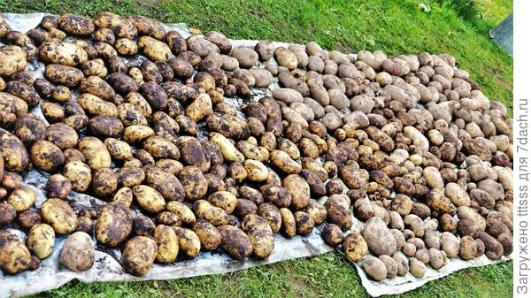 Уборка картофеля
