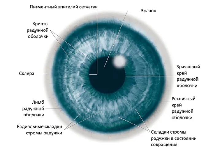 Структура и функция радужной оболочки глаза