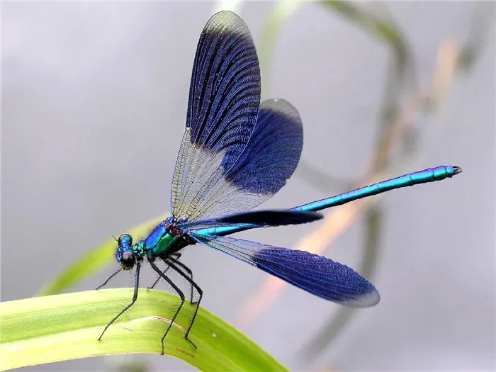 Визуальные приборы Dragonfly