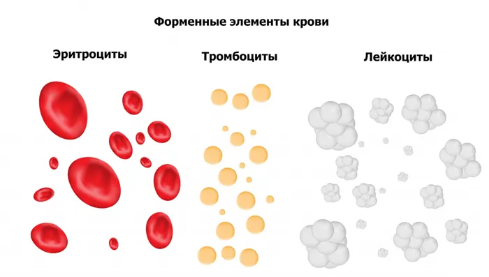 Клетки крови.jpg