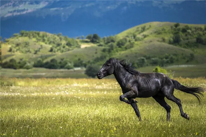 Черные лошади в поле