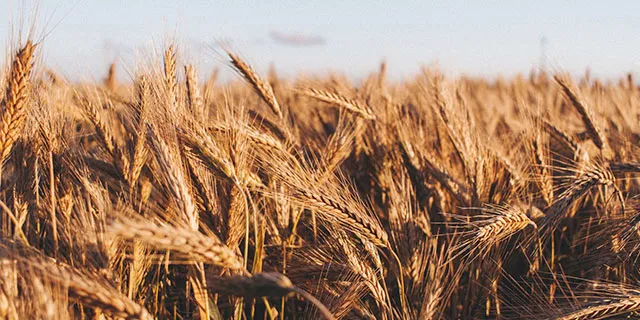 Фотография пшеничного поля.