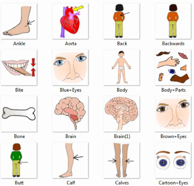 Изображения частей тела для занятий и терапии