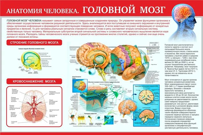 Расположение областей на изображении человеческого мозга
