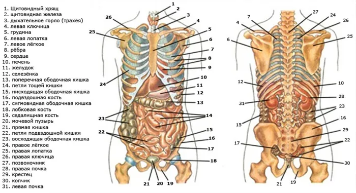 Расположение основных органов человека на изображении