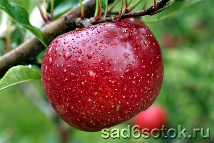 Вегетативный и летаргический периоды плодов и ягод