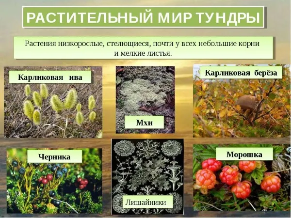 Природные зоны России. Таблицы, климат, география мира.