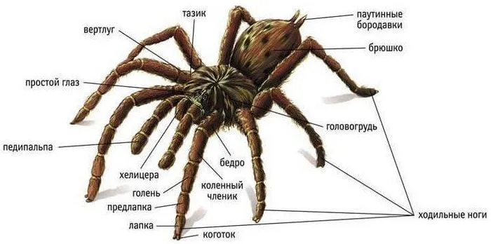 Сколько ног у паука? Сколько их у него? Какие еще функции у него есть?