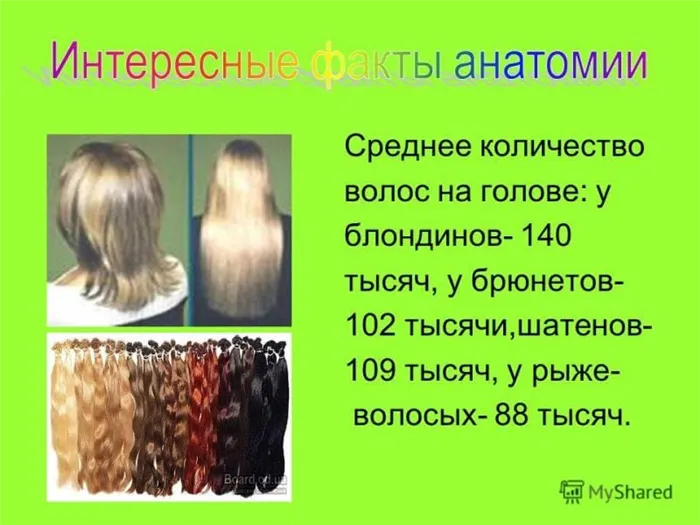 Сколько волос у человека на голове