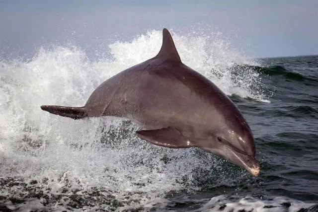 Обитатели Черного моря - дельфины