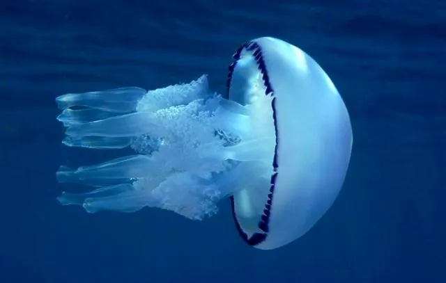 Уголок медузы - обитательницы Черного моря