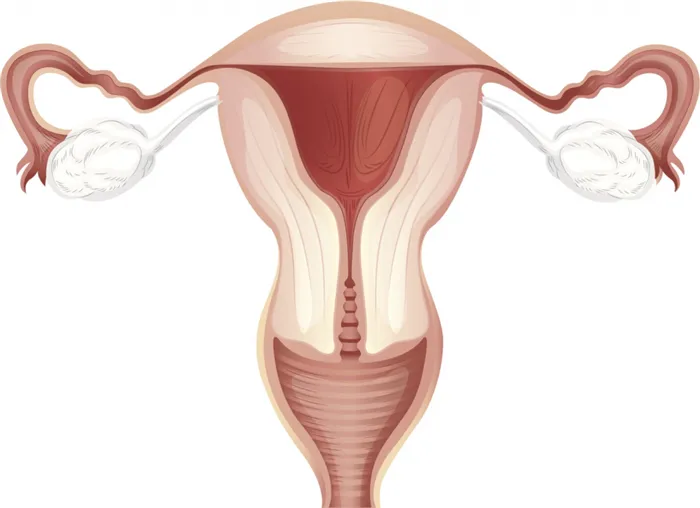 Матка является главным органом женской репродуктивной системы.