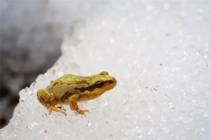 Лягушка Pseudacrismaculata сидит на снегу и льду
