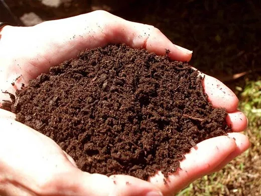 Что такое почва? Из чего она состоит?