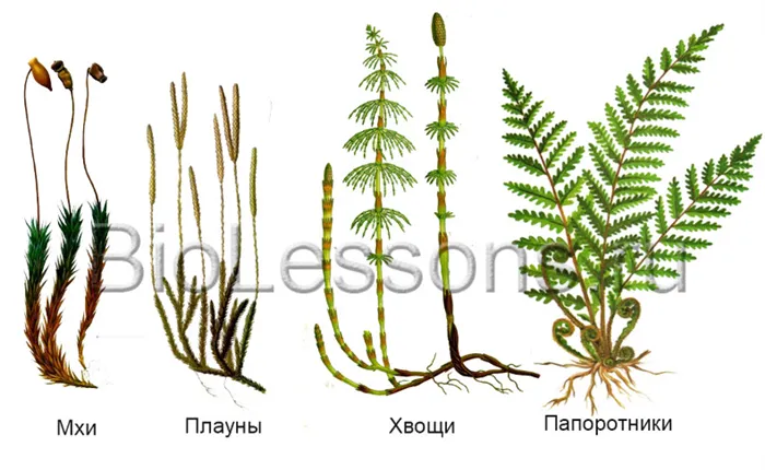 Спорофитные растения