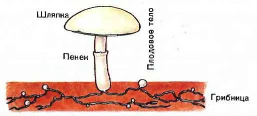 Грибки. Одноклеточные, плесневелые, шляпочные грибы. Грибки - паразитические грибки.