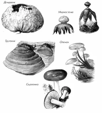 Грибки. Одноклеточные, плесневелые, шляпочные грибы. Грибки - паразитические грибки.