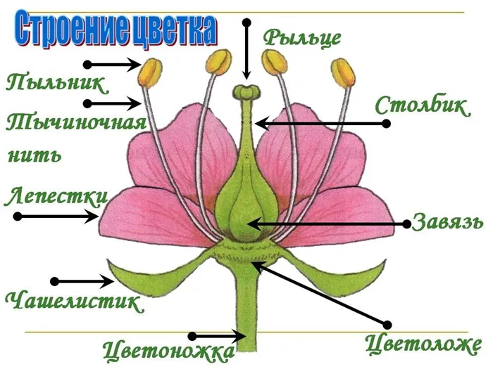 Структура цветка