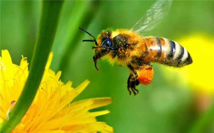 Благодаря своему собирательному типу ножек, пчела способна накапливать пыльцу.