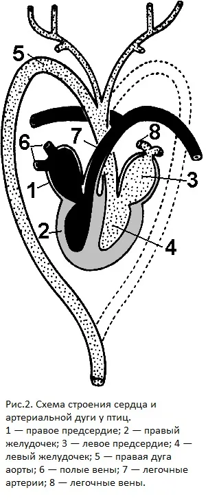 Схема строения сердца и артериальных дуг. http://do.gendocs.ru/docs/index-126226.htmlからの画像