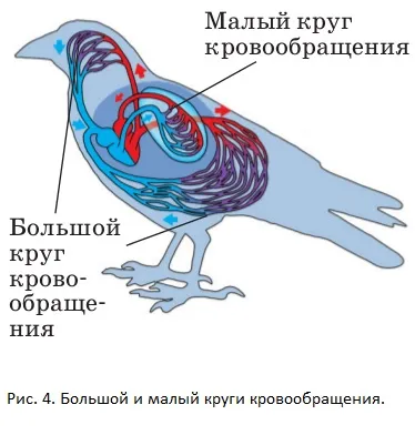 Система кровообращения больших и малых. Циркуляторная система птиц. http://blgy.ru/biology7/bird2からの画像