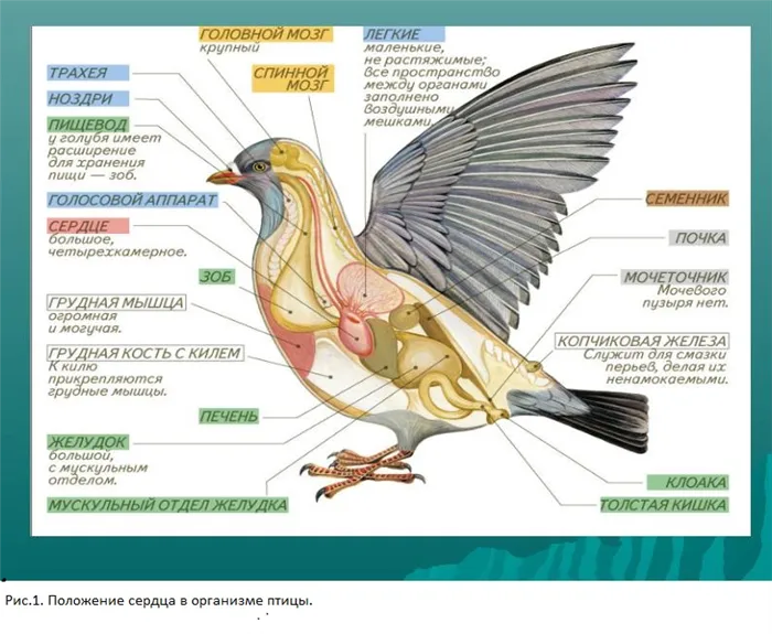 Расположение сердца в теле птицы. http://900igr.net/prezentatsii/biologija/Stroenie-ptitsy/017-Stroenie-ptitsy.htmlからの画像