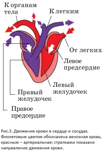 Движение крови в сердце и кровеносных сосудах. http://blgy.ru/biology7/bird2からの画像