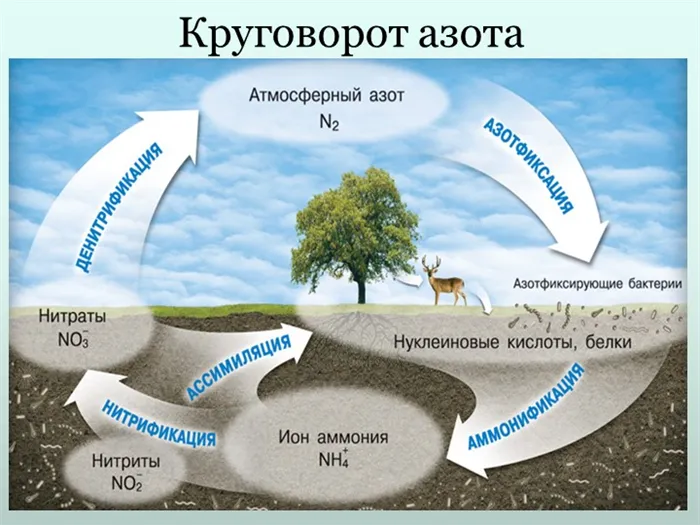 Азотный цикл