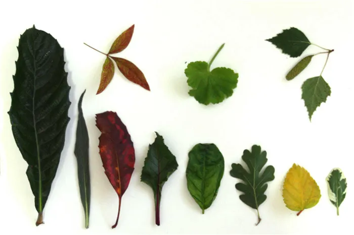 Листья различной формы