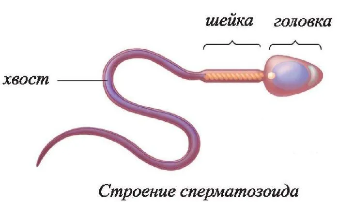Сперматогония - строение сперматозоида