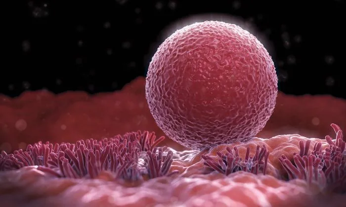 Ооцит - клетка женского репродуктивного органа