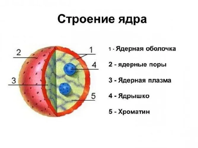 Характеристики и структура ядер.