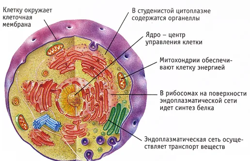 Структура эукариотических клеток.