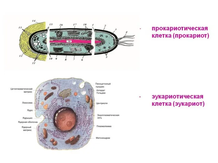 Различия между прокариотами и эукариотами.