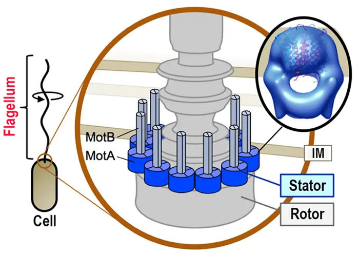 Роль белков MotA и MotB.